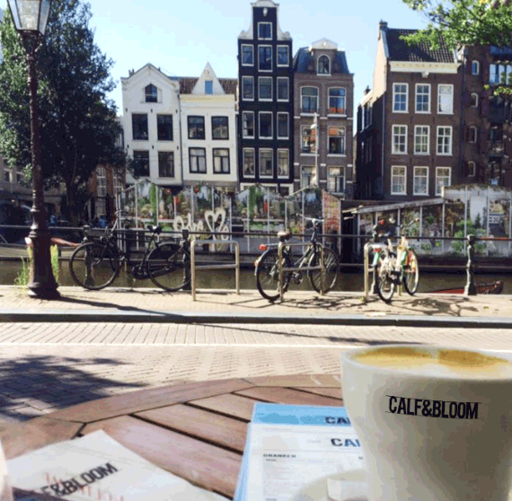 view calf & bloom